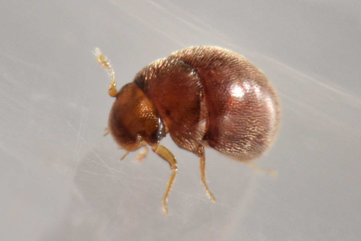 Clambidae: Loricaster testaceus? S.